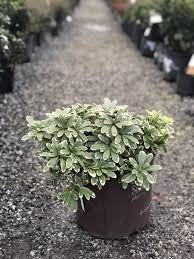 Image result for Pittosporum