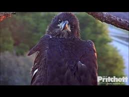 Birds That Look Like Eagles In Florida Swfl Eagles E9 S Tribute Don T Want To Miss A Thing 5 4 17 Youtube Eagles Animals Beautiful Beautiful Birds