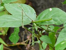 Image result for Teramnus uncinatus