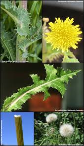 Image result for Sonchus wilmsii