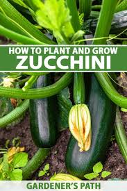 Save space in your garden by growing a zucchini vertically. How To Plant And Grow Zucchini Squash Gardener S Path