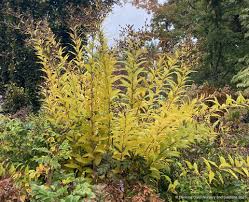 Image result for Vernonia melleri