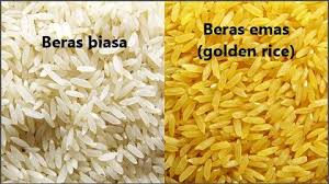 Ipa Mts Contoh Produk Bioteknologi Modern In 2021 Golden Rice Beras Rice