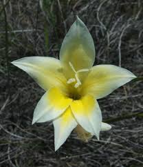 Image result for Gladiolus trichonemifolius