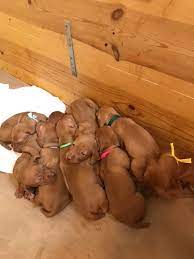 Vizsla cookie cutter dog pup pet treat puppy pupcake topper cake. Bozy S Vizslas