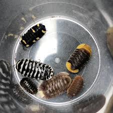 Pin On Bugs Insects
