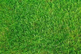 Partial shade might not impact it much as long as it gets how to grow zoysia grass. When How To Plant A Zoysia Grass Lawn Absolute Lawn Pros