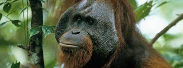 Bornean Orangutan Species Wwf Bornean Orangutan Orangutan Endangered Wildlife