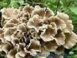 Urechile de lemn sau urechile de copac sunt nişte ciuperci crescute pe lemn mort, provenite din asia, mai precis din china. Ciupercile Crude Superalimente Si Dusmani De Temut Ai Cancerului SÄƒnÄƒtatea BuzoianÄƒ