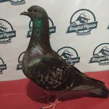 Or look at the words most searched ! 17 Burung Merpati Kolong Terupdate Burung Jalak