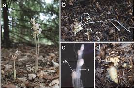 Image result for Epipogium