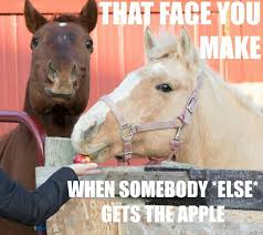 Pin By Barbara Stock On Equestrian Life Funny Horses Funny Horse Memes Cute Funny Animals