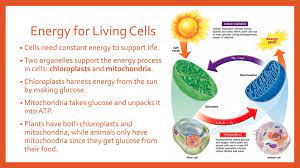 Although animal cells contain vacuoles, they do not contain large central vacuoles. A Tour Of The Cell Cells And Transport Ppt Download