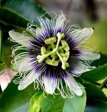 Image result for Maerua edulis