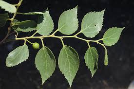 Image result for Cannabaceae