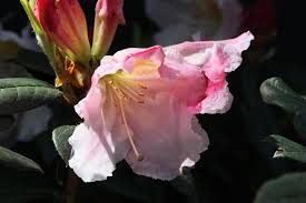 This Is A Rhododendron Fragrantissimum That We Bought At The Mendocino Botanical Garden Plant Shop Three Or Four Years A Bloom Botanical Gardens Garden Plants