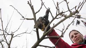 Diese dürfen auch innerhalb dieses zeitraums radikal zurückgeschnitten oder sogar gefällt werden. Obstbaumschnitt Der Richtige Zeitpunkt Zum Apfelbaum Und Kirschbaum Schneiden Wetter De