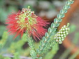Image result for Myrtaceae