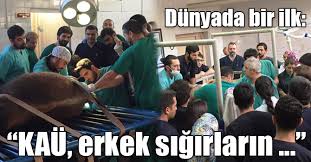 Dunyada Bir Ilk Kau Erkek Sigirlarin Idrar Yapamama Sorununu Cozdu