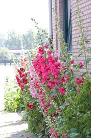 Hollyhocks Are Perennial And Love Dry Sunny Areas Too Much Water And They Will Die Out Flower Garden Beautiful Gardens Planting Flowers