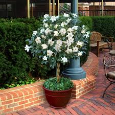 Image result for Gardenia