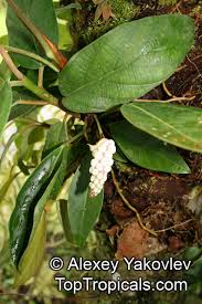 Image result for Satyrium trinerve