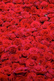 Aesthetic Black And Red Rose Wallpaper Red Preserved Roses Black Square Rose Hat Box In 2020 Red Roses Wallpaper Red Roses Red Flowers