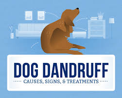 Some breeds are genetically predisposed to seborrhea. Dog Dandruff Causes Signs Treatments Canna Pet