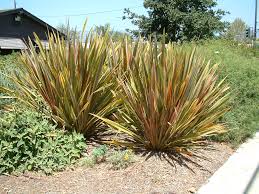 Image result for Phormium