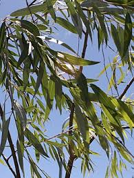 The name derives from the white tone to the undersides of. Salix Mucronata Wikipedia