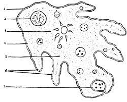 There's nothing more rewarding than a job well done. Color The Cellular Structures Of The Ameba