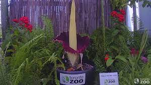 Pablo S Journey Toronto Zoo Corpse Flower Bloom Time Lapse Youtube