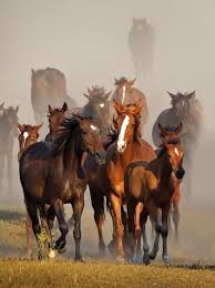 Horse Pictures Decoration Home Goods Jewelry Design Animales Jolis Chevaux Animaux Beaux