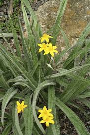 Image result for Hypoxis angustifolia