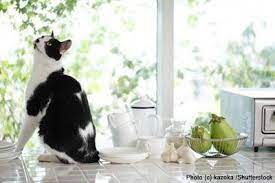 Animals such as cats, barn owls, dogs, and birds can help. Garden House Cats Organic Pest Control For Your House And Garden Natural Life Magazine Pesttreatment Pestco Organic Pest Control Organic Pest Pest Control
