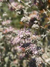 Image result for Salvia stenophylla