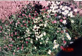 Image result for Erigeron karvinskianus