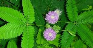 Rising to over 2 meters 220 cm she will have completed her flowering period by early october after 65 day + of flowering, with potential yields of over 2000g per plant. Sensitive Plant Mimosa Pudica Or Touch Me Not Ultimate Care Guide