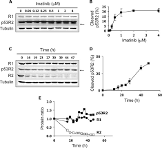 The shortest human chromosome contains 4.6 x 107 bp of dna. Caspase Dependent Proteolysis Of Human Ribonucleotide Reductase Small Subunits R2 And P53r2 During Apoptosis Journal Of Biological Chemistry