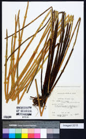 Image result for Eleocharis decoriglumis