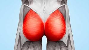 Welcome to innerbody.com, a free educational resource for learning about human anatomy and physiology. Real Men Train Their Glutes T Nation