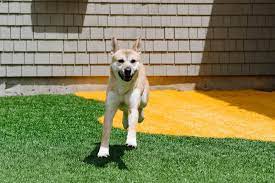 Contact us to learn how we can help with the pet adoption process. Board Members Area Animal Refuge League Of Greater Portland Maine Animal Shelter