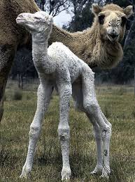 Son, obviously they are meant for walking in the desert, you know with these legs i can move around the desert better than anyone. Baby Camel With Mama Camel