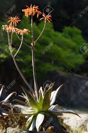 Aloe vera is a succulent,plant of the genus aloe with numerous medical use image with copy space. Red Flowers Of Medicinal Aloe Vera Plant Aloe Vera L Stock Photo Picture And Royalty Free Image Image 63953185