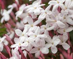 Read more… dianthus scent from heaven. Take Time To Smell The Climbers Otago Daily Times Online News
