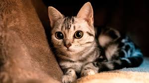 Всемирный день кошек (world cat day) отмечается ежегодно 8 августа по инициативе международного фонда по защите животных «animal welfare», не только с целью чествования. Segodnya Otmechaetsya Vsemirnyj Den Koshek Panorama Novosti Armenii