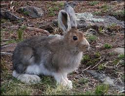 Coniferous Forest Animals Animals Forest Animals Endangered Animals