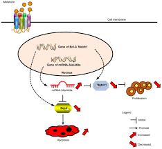 Eating walnuts can help stave off prostate cancer. Melatonin Inhibits Proliferation And Viability And Promotes Apoptosis In Colorectal Cancer Cells Via Upregulation Of The Microrna 34a 449a Cluster