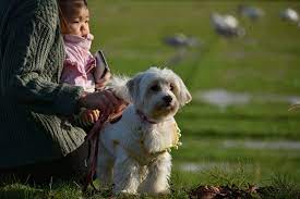 Do Dogs Get Jealous Of Babies Plus Jealousy Signs How To Deal With Them Healthy Homemade Dog Treats