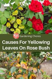 Rose leaves turning light green. 7 Reason For Rose Leaves Turning Yellow What To Do About It